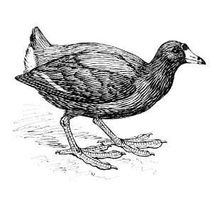    6 inch x 4 inch Greeting Card Line Drawing Coot: Home & Kitchen