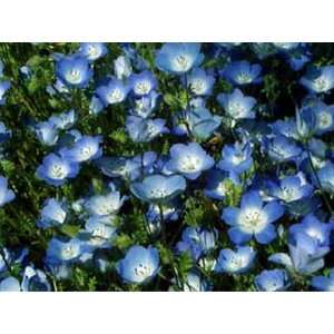  Baby Blue Eyes  100 seeds: Patio, Lawn & Garden