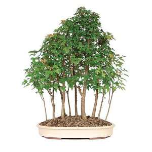 Trident Maple Forrest Bonsai  Grocery & Gourmet Food