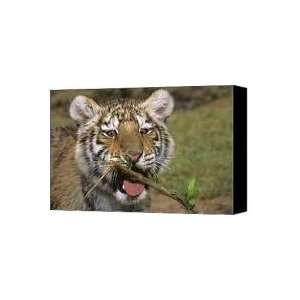  Crosseyed Siberian Tiger Cub Endangered Species wildlife 