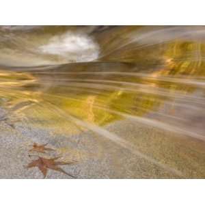  Maple Leaves Next To Flowing Water, Romero Pools, Tucson 