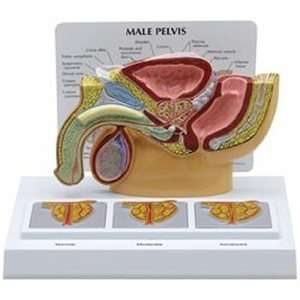   Prostate Anatomical Model #3551:  Industrial & Scientific