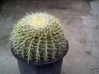 Echinocactus grusonii) Golden barrel cactus 5 gal.  