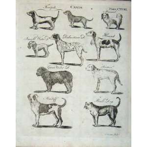  Encyclopaedia Britannica 1801 Dogs Bull Dalmation Pets 