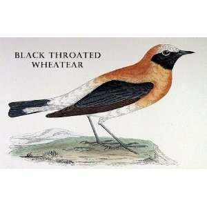 Birds Black Throated Wheatear Sheet of 21 Personalised Glossy Stickers 