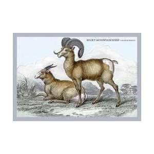  Rocky Mountain Sheep   Male & Female 12x18 Giclee on 