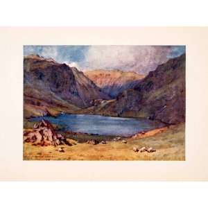   Mountain Sheep Alfred Cooper   Original Color Print