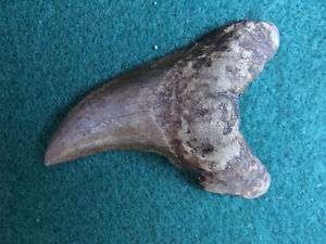 14inch benedini shark tooth teeth megalodon fossil mako scuba 