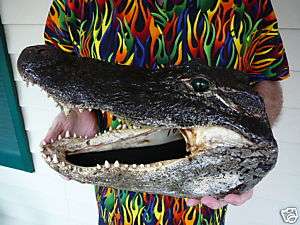 G202 41) 17 1/4 long Gator ALLIGATOR Aligator HEAD w/ teeth 