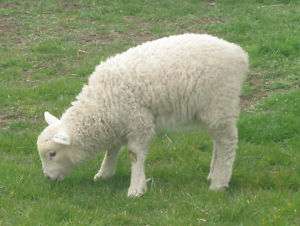 Perendale white lambs wool yarn sportweight 1 lb.  