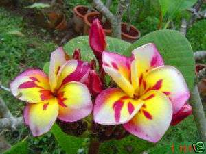 Plumeria/Frangipani/ 300 Seeds/Flowers/threekings  