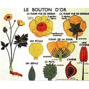  Bouton Dor