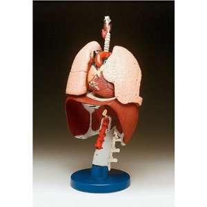  Respiratory Organs Anatomical Model: Health & Personal 