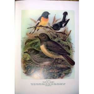  Tomtit & Robin BullerS Birds Of New Zealand Keulemans 