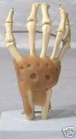 Human hand wrist bone muscle joint anatomical mdeical teaching model 