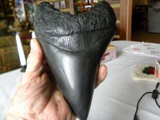 World record megalodon tooth fossil replica Over 7 inches. Sculpted 