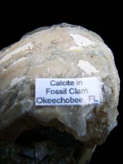 Natural Amber Calcite Clam Fossil Okeechobee FL. 4X3X2  