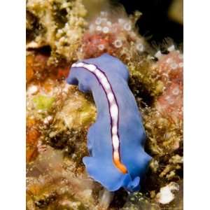 Flatworm Crawling over the Reef, Malapascua Island, Philippines 