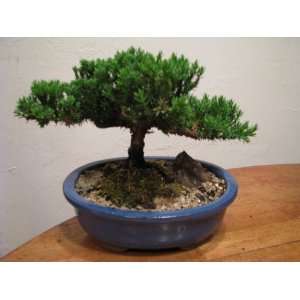 Juniper Bonsai in a Blue Oval Pot Grocery & Gourmet Food