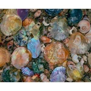  Chalker Beach Shells Wall Mural: Home Improvement