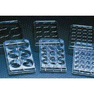 BD Falcon 6 well Flat Bottom Tissue Culture Plates with Lids:  