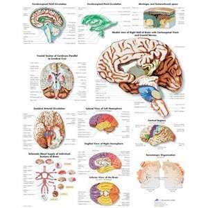 Human Brain Chart  Industrial & Scientific