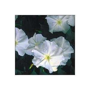   Morning Glory, Moonflower Seed   1oz Seed Packet Patio, Lawn & Garden