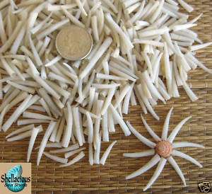 475+ SMALL WHITE TUSK SEA SHELLS   CRAFTERS LOOK  