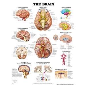 The Brain Anatomical Paper Chart/Poster  Industrial 