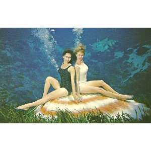  Weeki Wachee, Florida Mermaids Postcard 