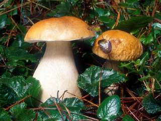 Boletus edulis,penny bun,porcini,20 gr mushroom spores spawn mycelium 