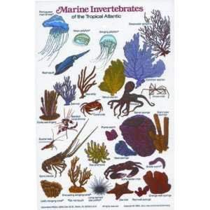     Marine Invertebrates of the Tropcial Atlantic
