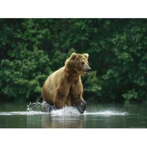  A Brown Bear Splashing in Water as it Hunts Salmon 