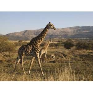  Giraffes, Ithala Game Reserve, Kwazulu Natal, South Africa 