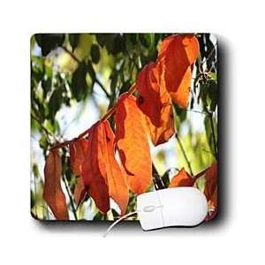   Leaves   Autumn Leaves Transition Orange   Mouse Pads Electronics