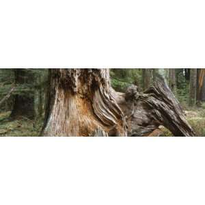  Tree Trunk in the Forest, Hoh Rainforest, Olympic National 