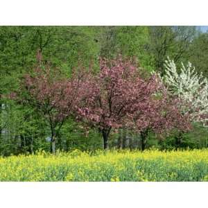  Trees in Blossom in Farmland in the Seine Valley, Eure 
