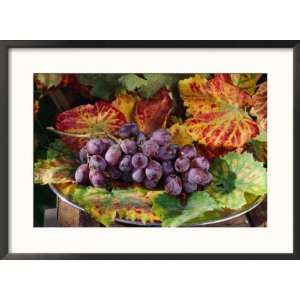 Still Life of Black Grapes on a Bed of Vitis, Vine Leaves in Autumn 