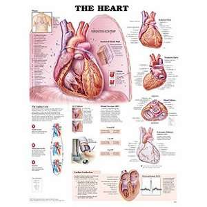 Anatomical Chart Company Heart Chart:  Industrial 