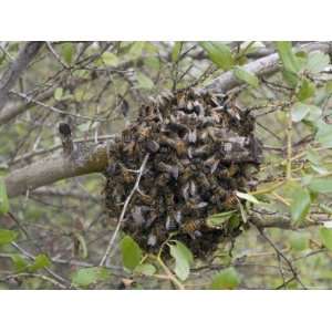 Bee Swarm on the Ventura River Rancho el Nido Preserve, California 