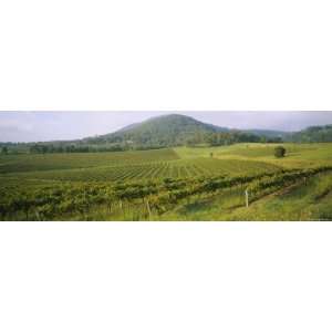  Vine Crop in a Field, Hunter Valley, New South Wales 