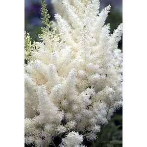   Astilbe   Pure White   Very Hardy   Potted Patio, Lawn & Garden
