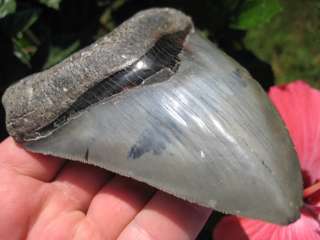 15/16 MEGALODON SHARK Tooth Fossil VENICE Florida USA  