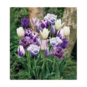   Passion Blend Fall Flower Bulb   Pack of 16 Patio, Lawn & Garden