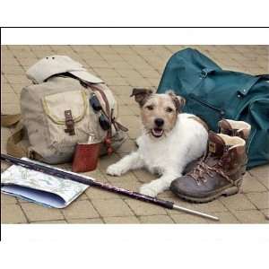  Dog   Jack Russell lying down next to walkers travel 