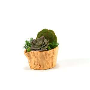  Echeveria And Moss Ball In Natural Wood Bowl