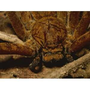  A Close View of a Large Huntsman Spider, Heteropoda 