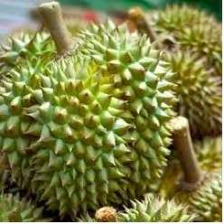 Tropical Durian D13 Fruit! 1 Seed *Fresh*Sweet*Unique*  