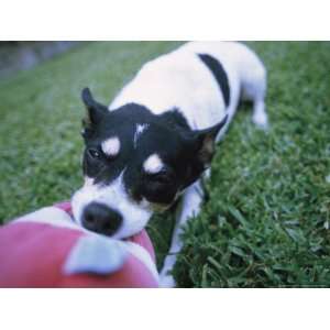  A Jack Russell Terrier Plays with a Stuffed Toy National 