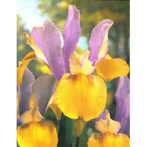    Oriental Beauty Dutch Iris   12 bulbs: Patio, Lawn & Garden